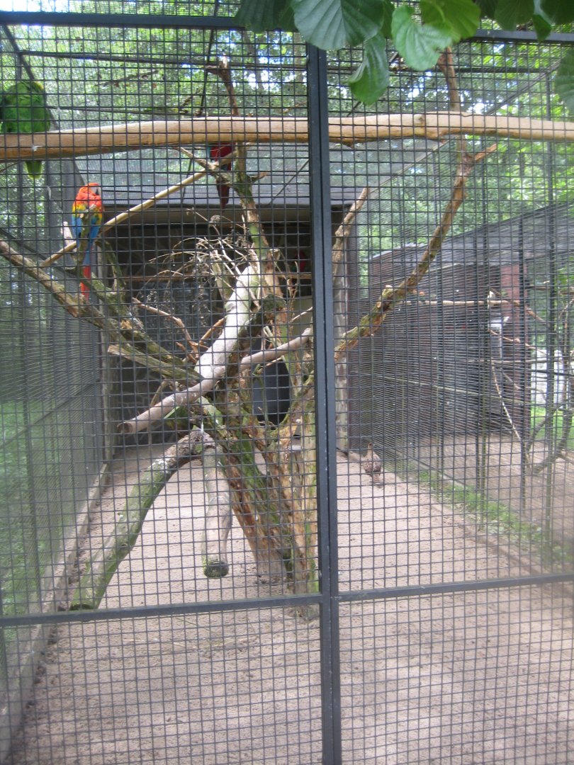 Vogelpark Niendorf - Scarlet macaw aviary