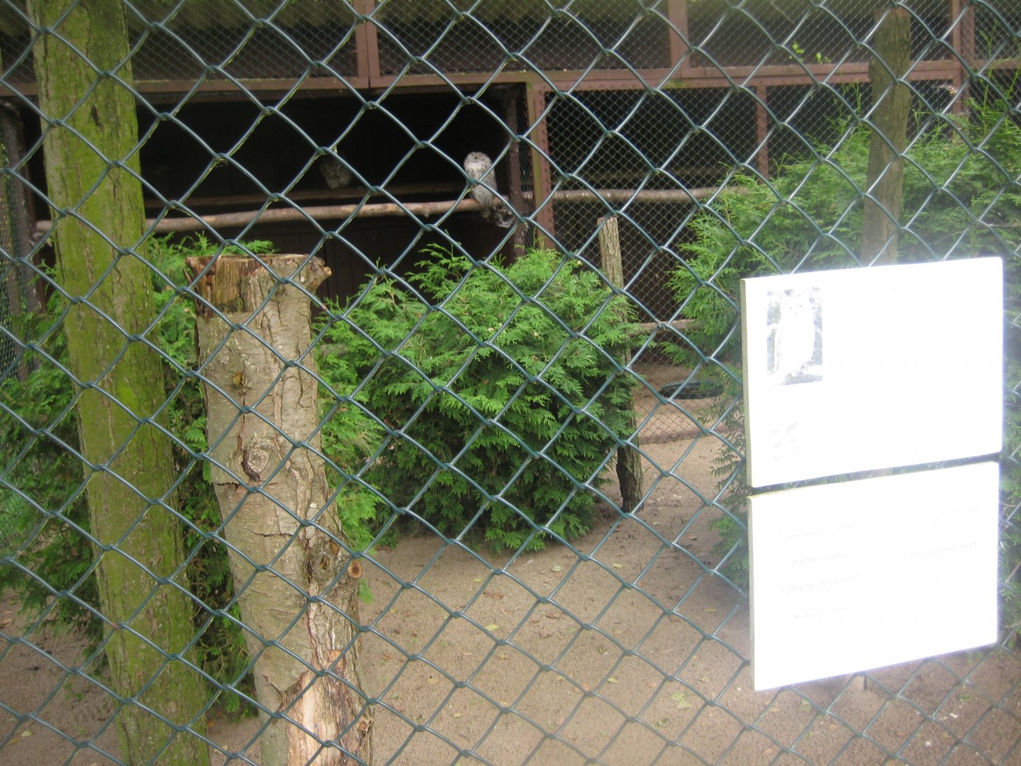 Vogelpark Niendorf - Siberian eagle-owl aviary