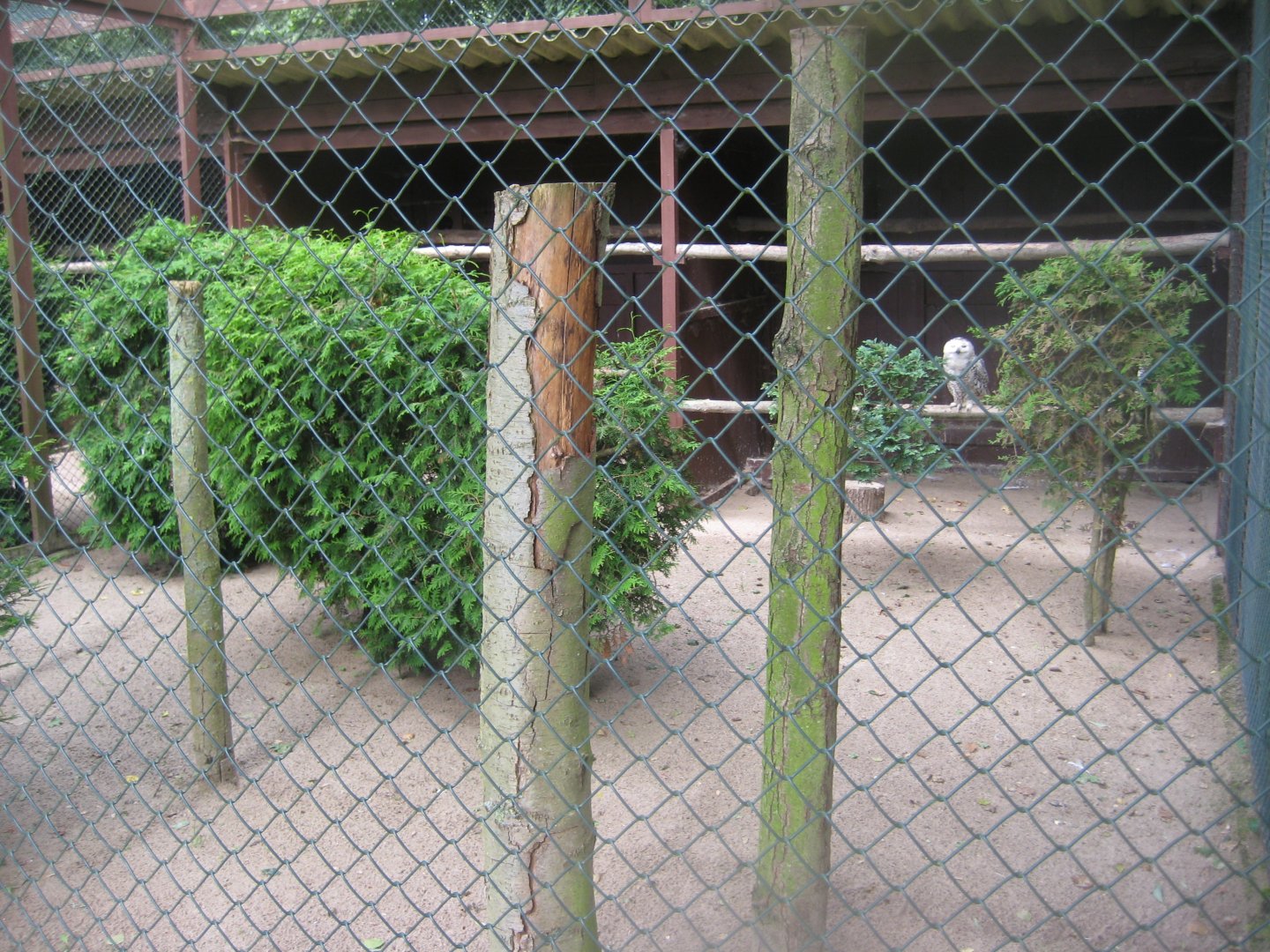 Vogelpark Niendorf - Snowy owl aviary