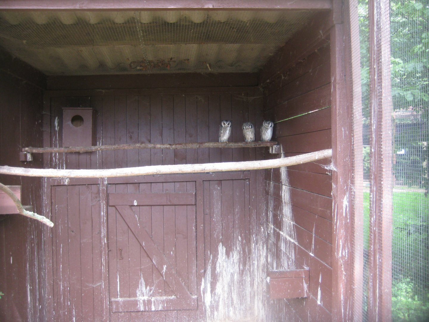 Vogelpark Niendorf - Southern white-faced owl aviary