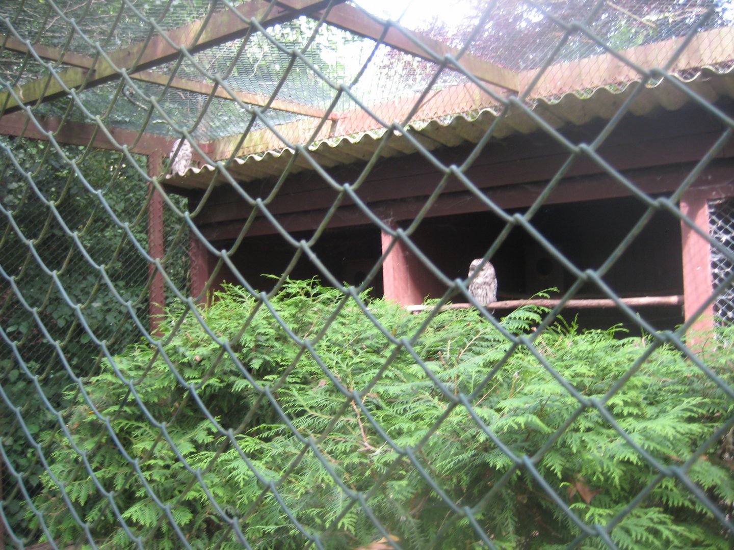 Vogelpark Niendorf - Ural owl aviary