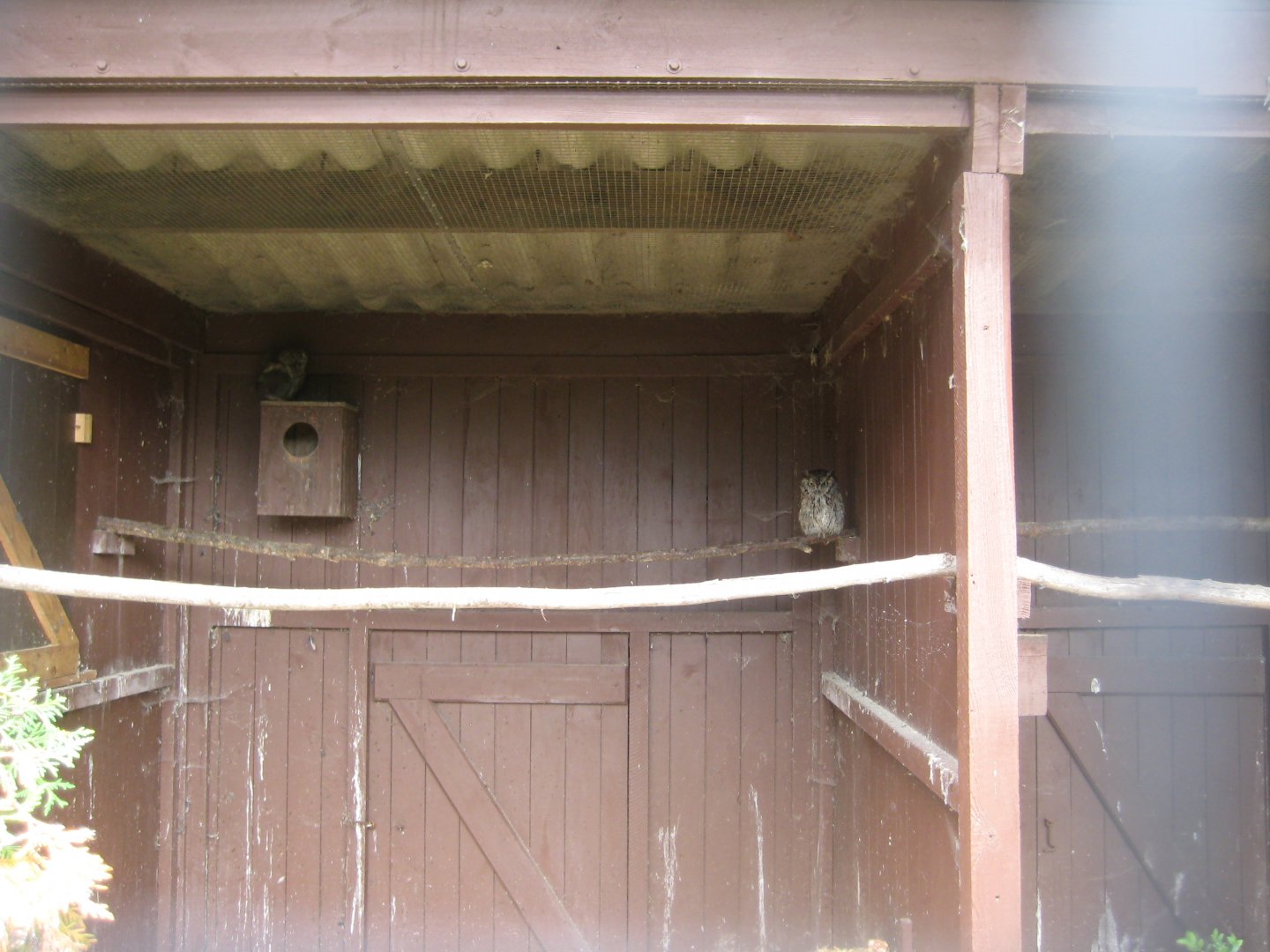 Vogelpark Niendorf - Western screech-owl aviary