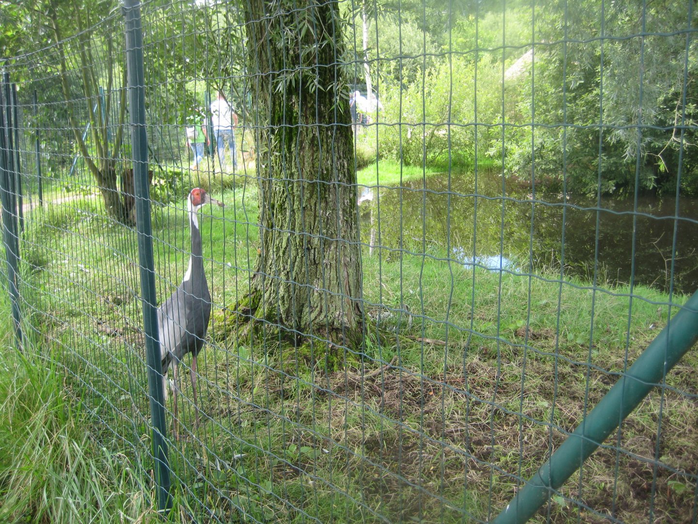 Vogelpark Niendorf - White-naped crane exhibit