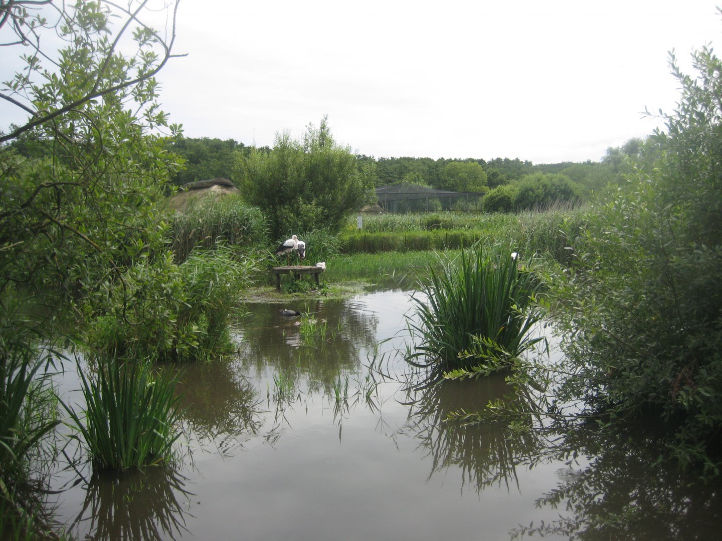 Vogelpark Niendorf - White stork exhibit