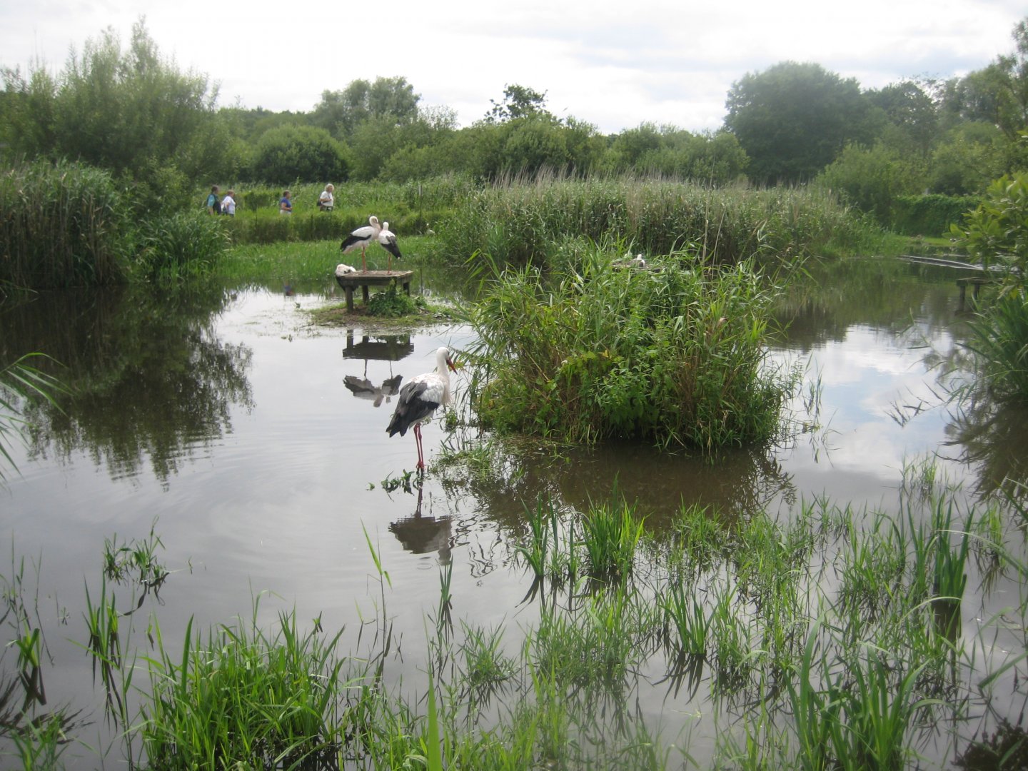 Vogelpark Niendorf - White stork exhibit