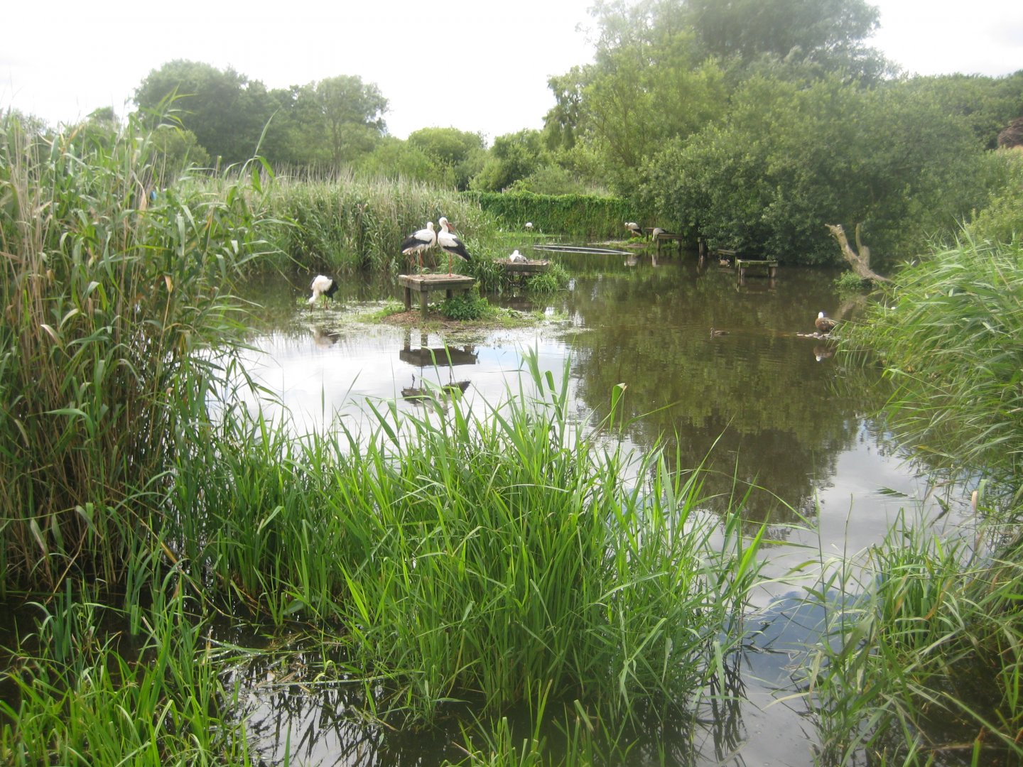 Vogelpark Niendorf - White stork exhibit