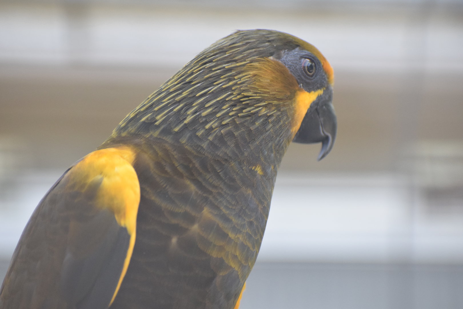 Vogelpark Turnersee - Brown lory