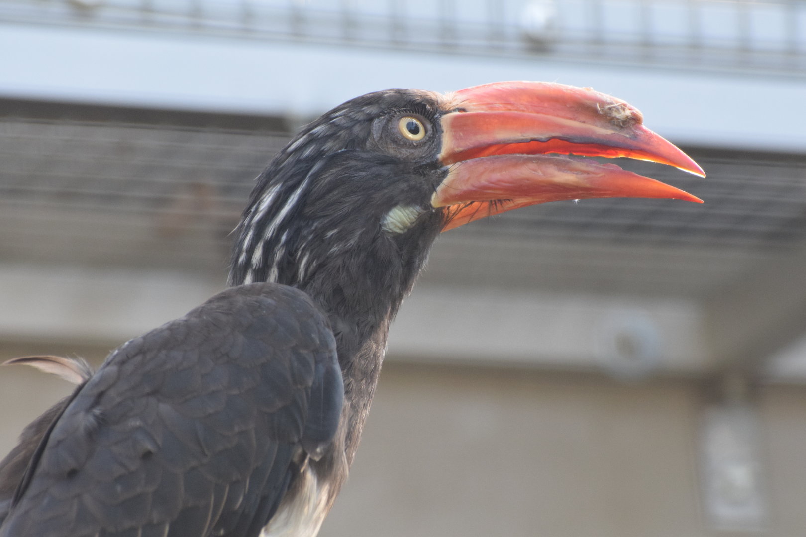 Vogelpark Turnersee - Crowned hornbill