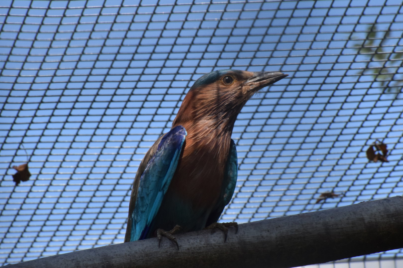Vogelpark Turnersee - Indian Roller