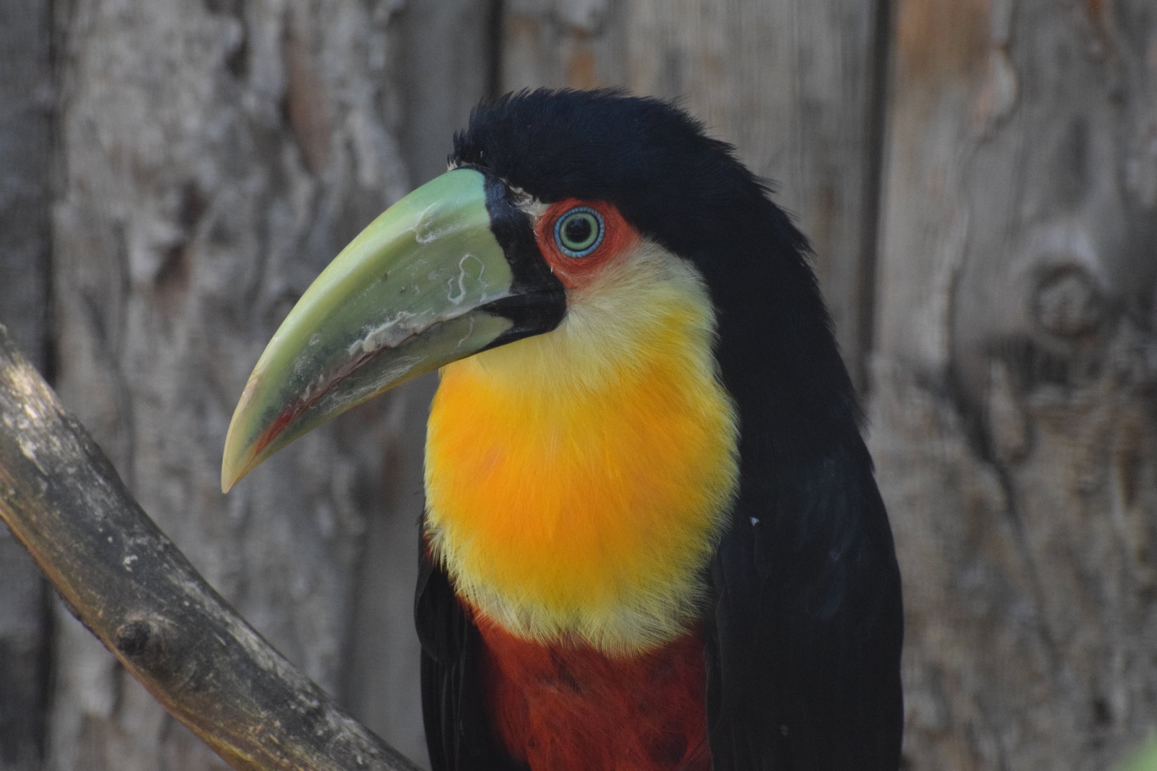 Vogelpark Turnersee - Red-breasted toucan