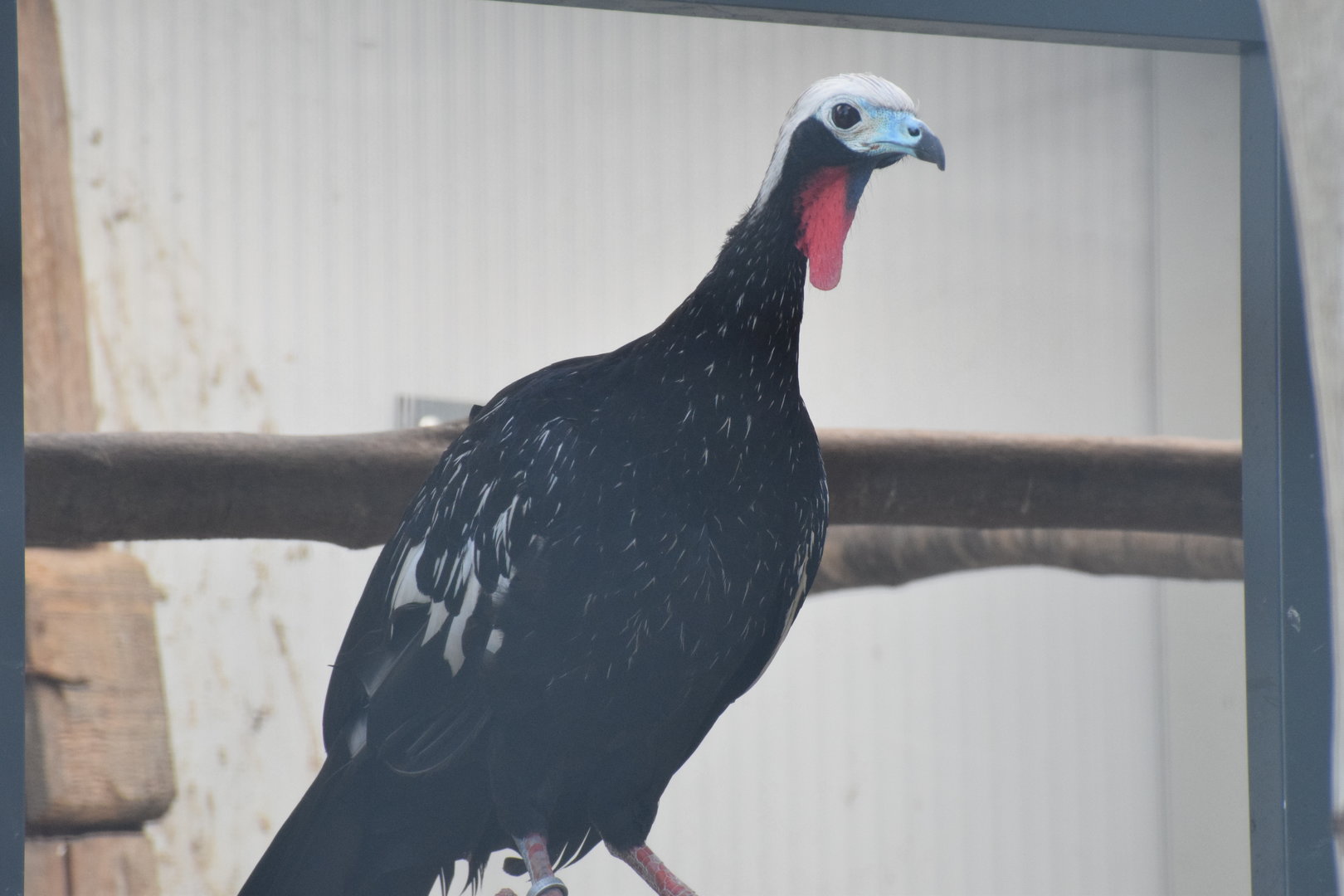 Vogelpark Turnersee - Red-throated piping-guan