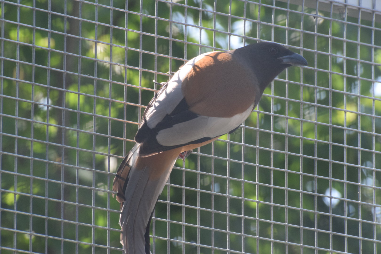 Vogelpark Turnersee - Rufous treepie