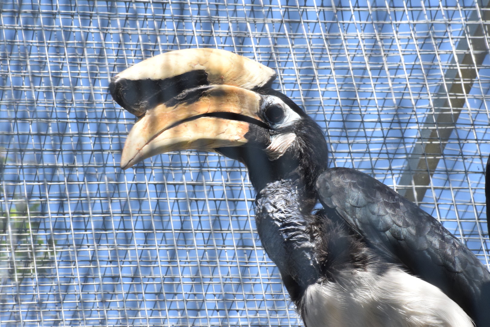 Vogelpark Turnersee - Southern pied hornbill
