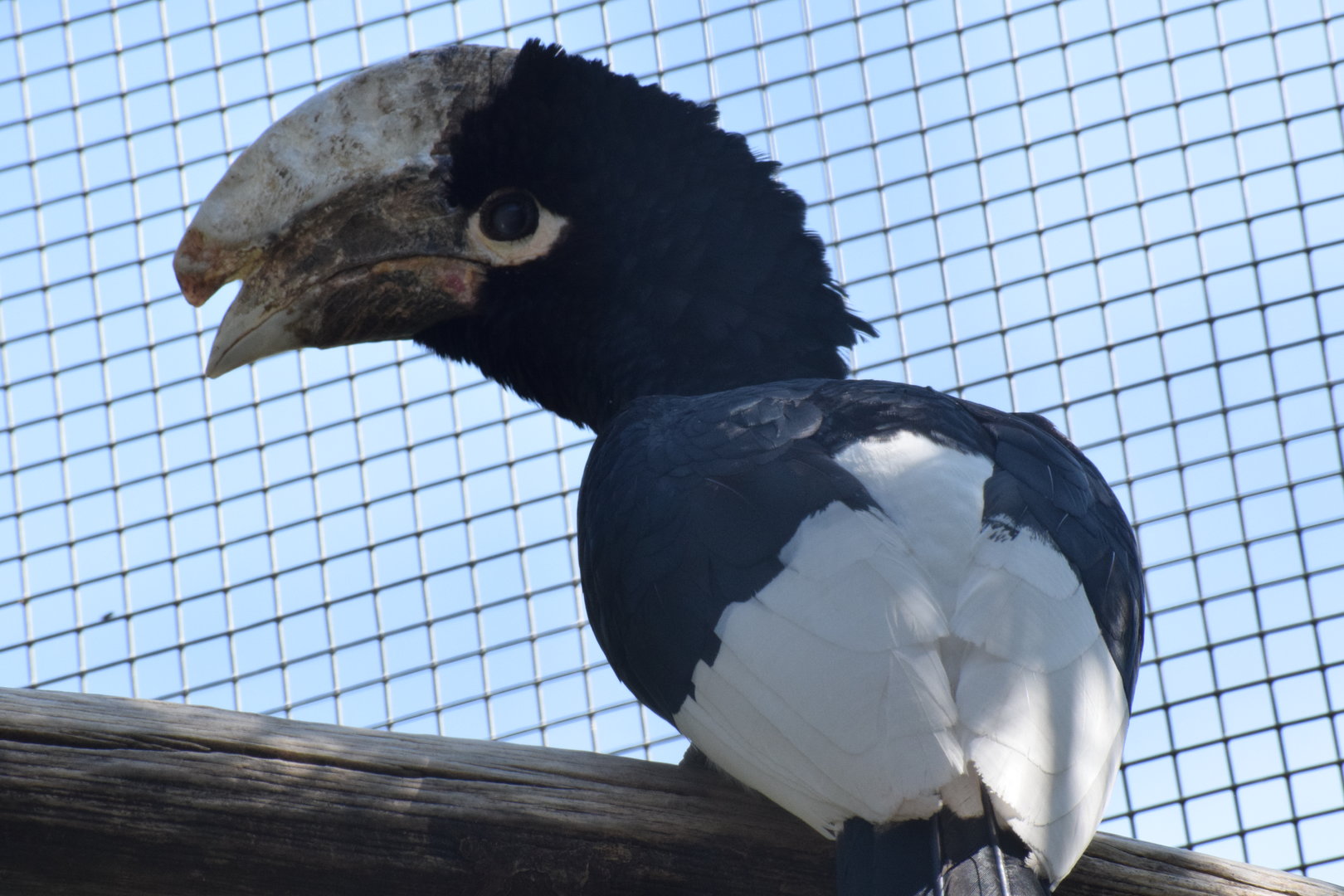 Vogelpark Turnersee - White-tighed hornbill