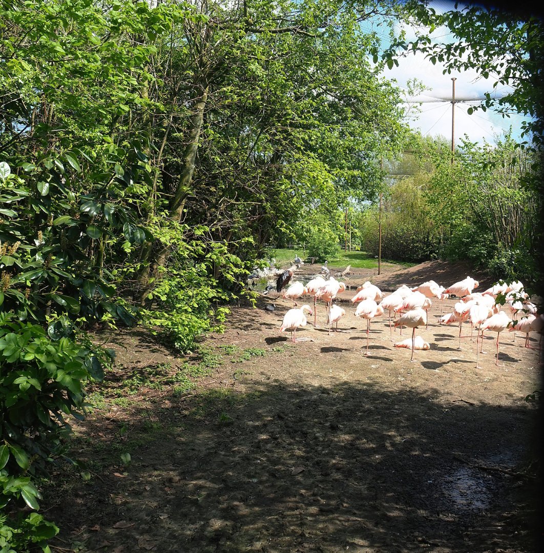 Vogelrijk/Bird Kingdom aviary, 2023-04-30