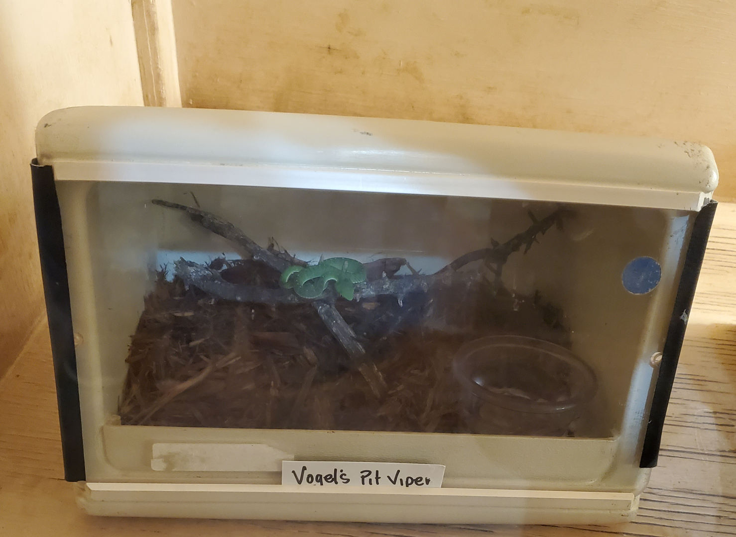 Vogel's Pit Viper - Goldfield Ghost Town & Mines (2020)