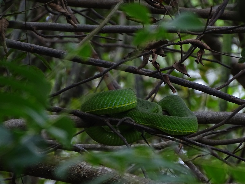 Vogel's pitviper (Trimeresurus vogeli)