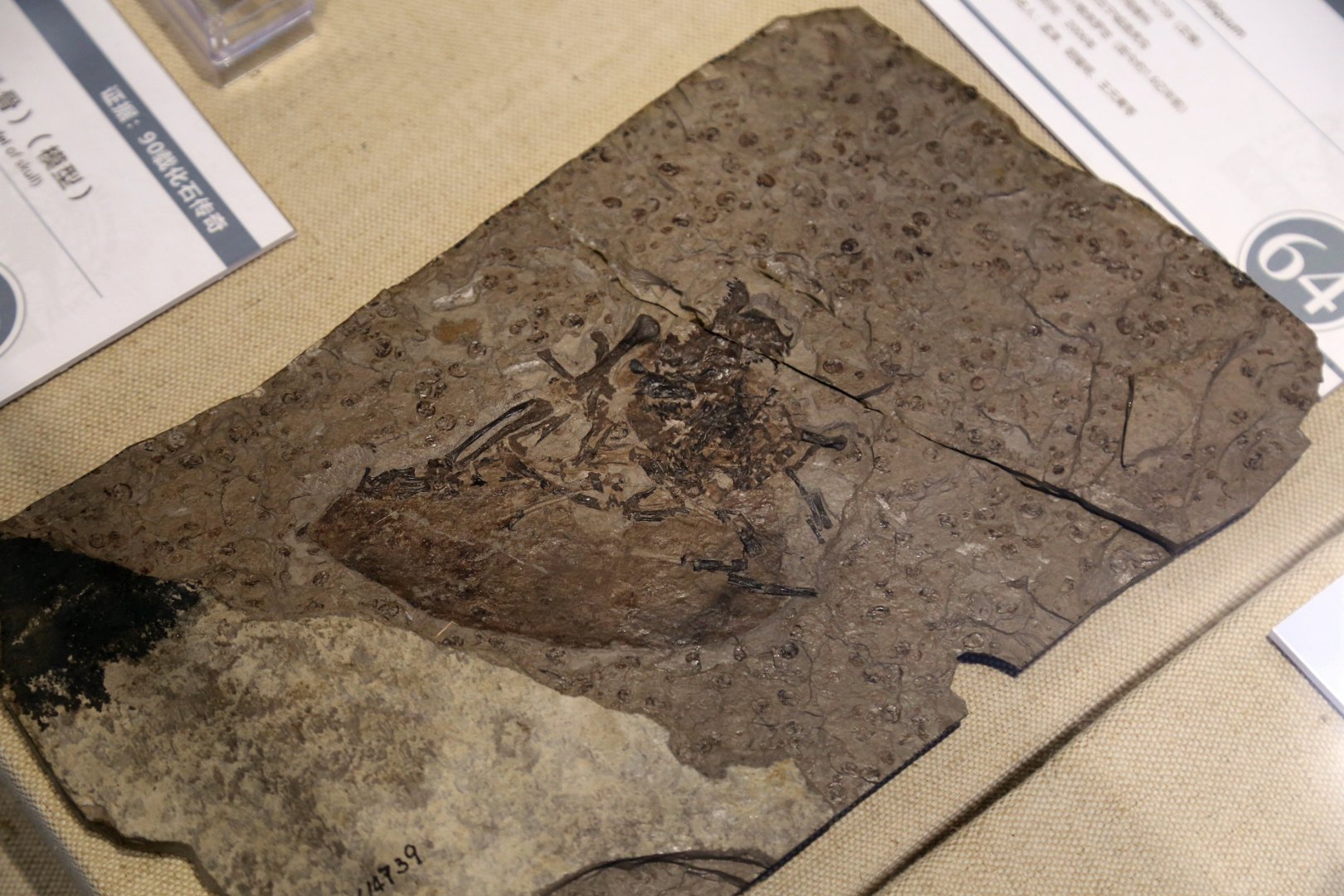 Volaticotherium antiquus, Holotype (IVPP V14739)