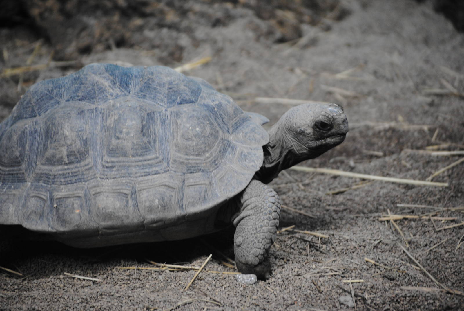 Volc?n Darwin Giant Tortoise