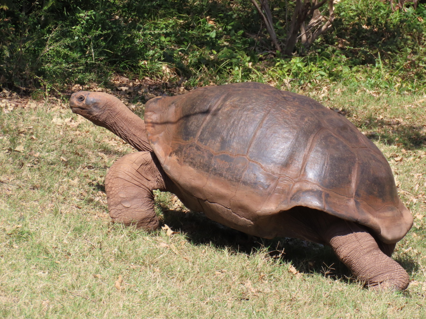 Volcán Alcedo Giant Tortoise (Chelonoidis niger vandenburghi)