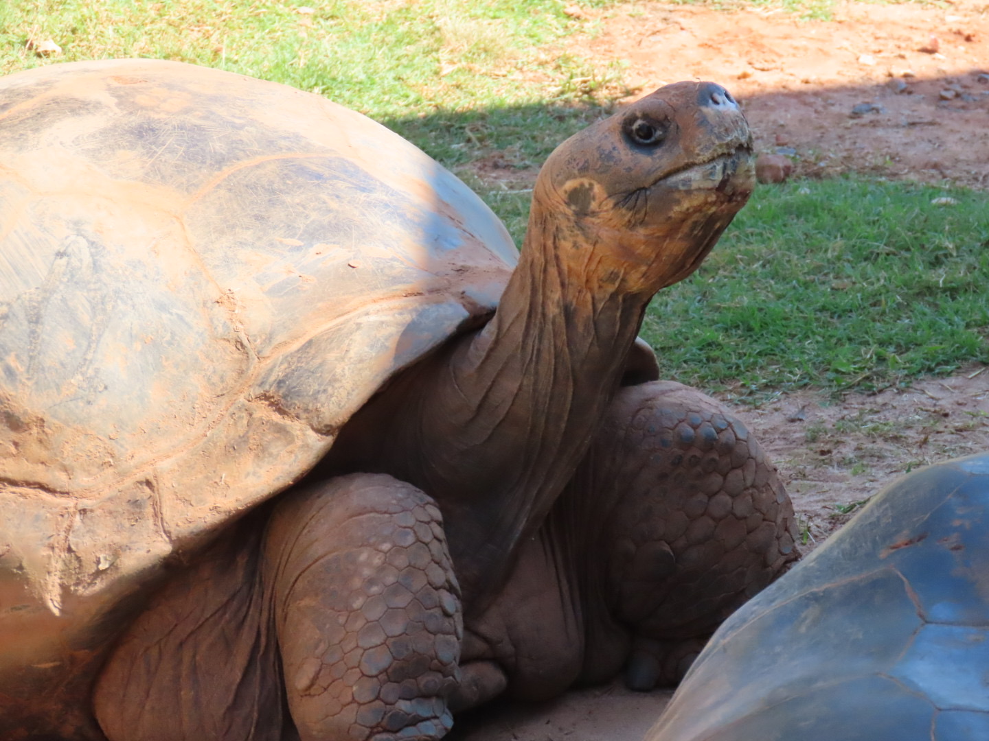 Volcán Alcedo Giant Tortoise (Chelonoidis niger vandenburghi)