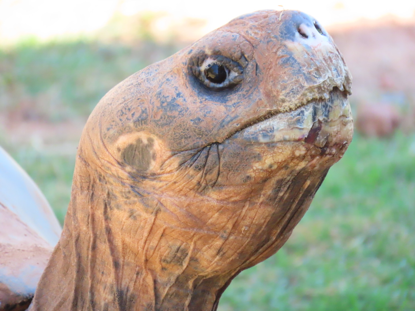 Volcán Alcedo Giant Tortoise (Chelonoidis niger vandenburghi)