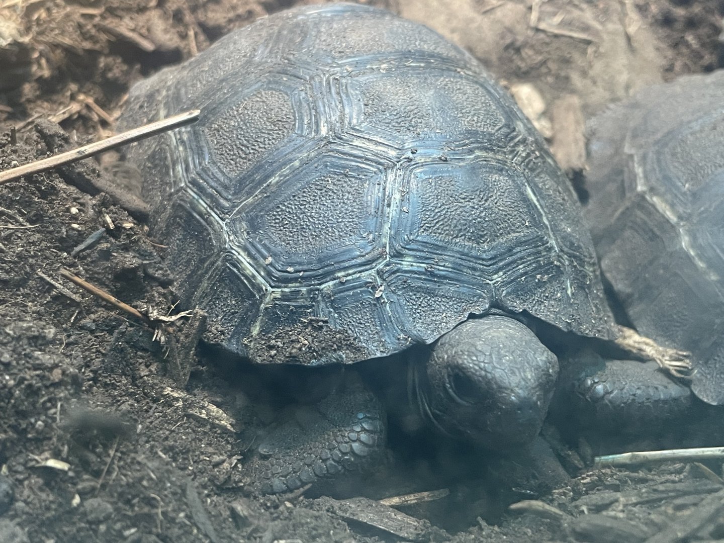 Volcán Alcedo Giant Tortoise Hatchling (Chelonoidis niger vandenburghi)