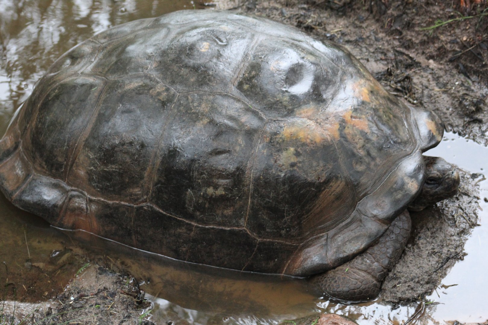 Volcán Alcedo Giant Tortoise