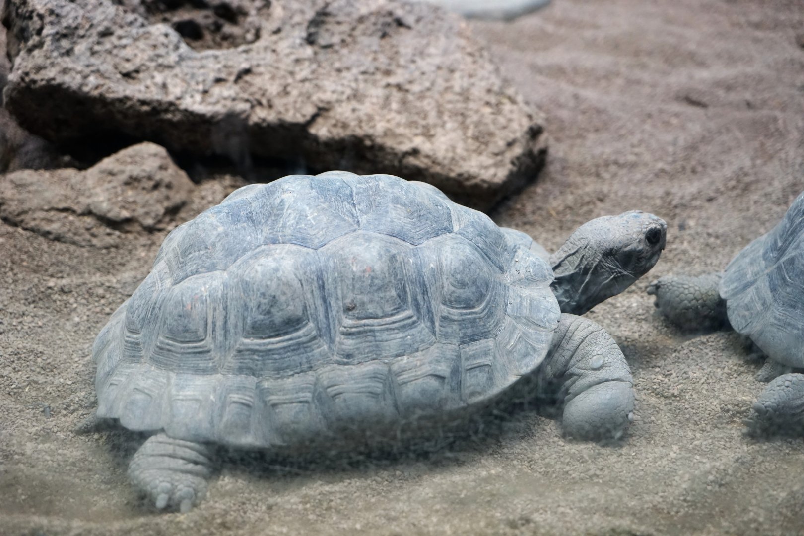 Volcán Darwin Giant Tortoise (Chelonoidis microphyesis), May 2015