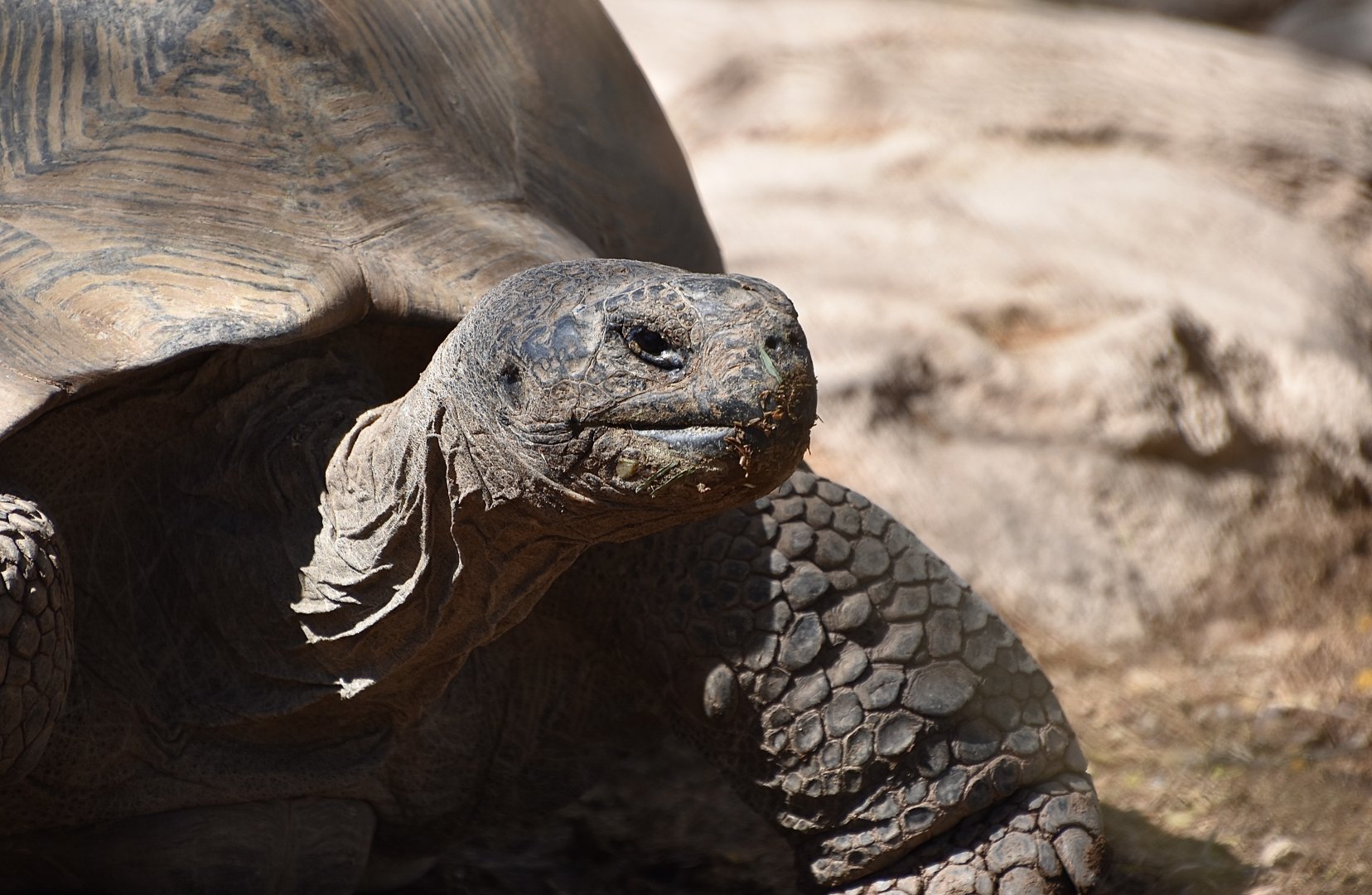 Volcán Darwin Giant Tortoise (Chelonoidis niger microphyes)