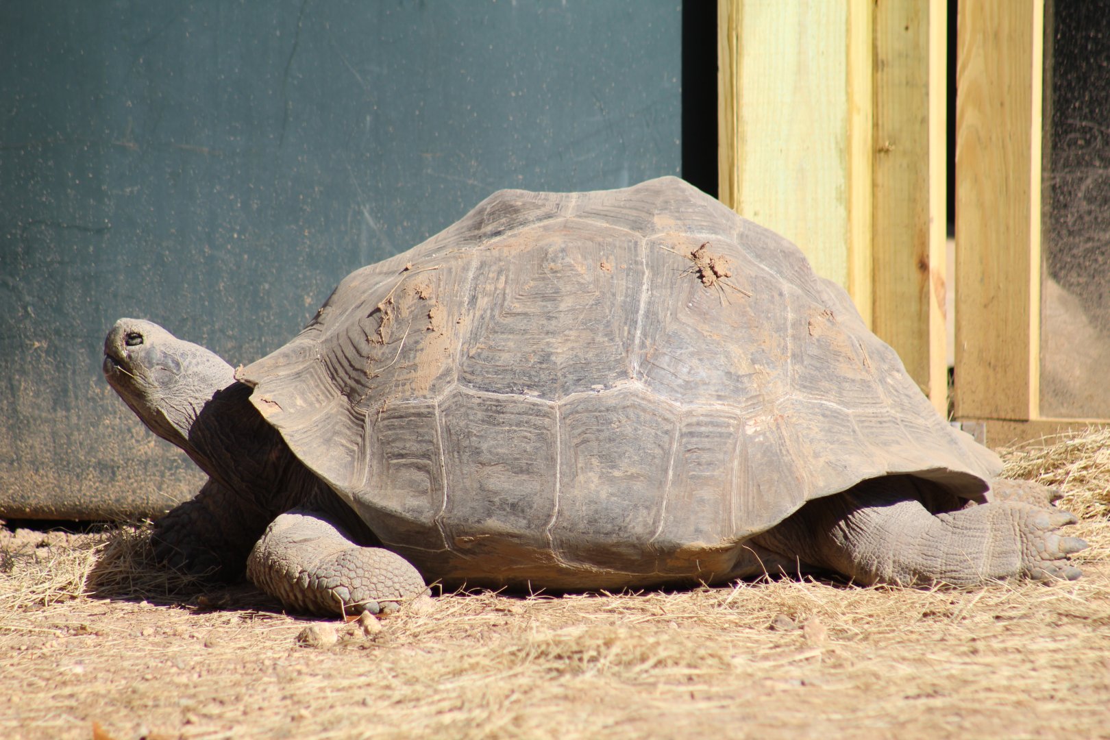 Volcán Darwin Giant Tortoise