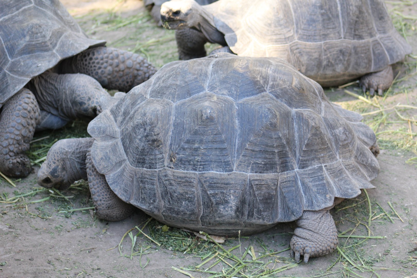 Volcán Darwin Giant Tortoise