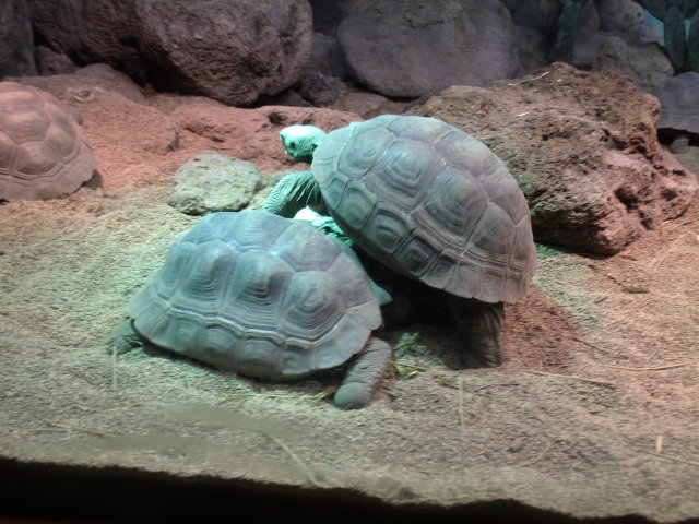 Volcán Darwin Giant Tortoises