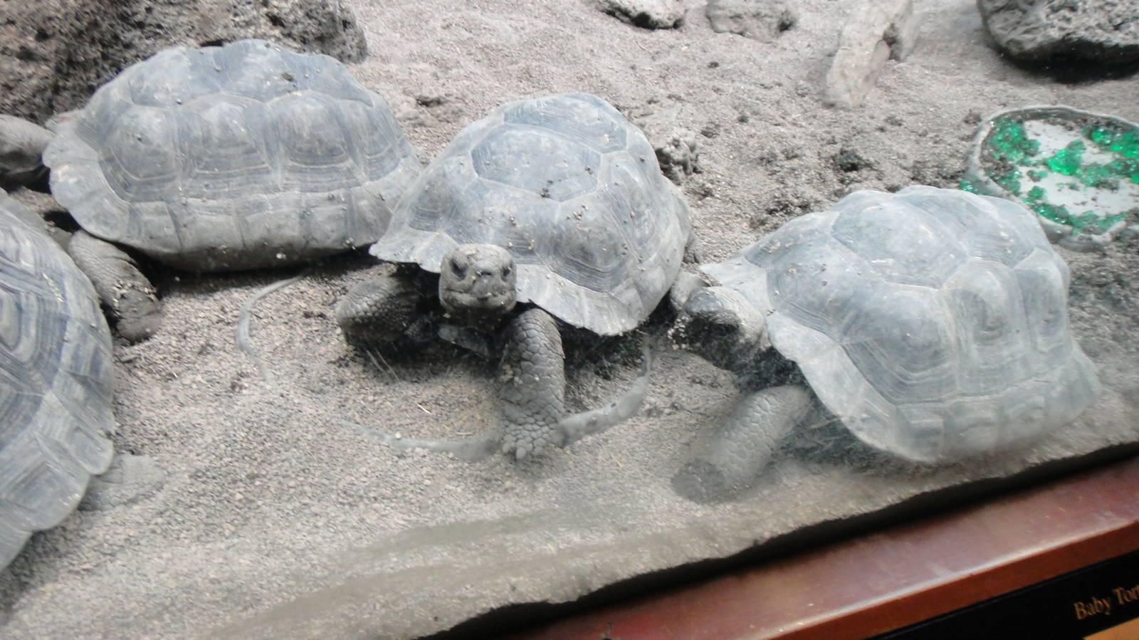 Volcan darwin tortoise at Bronx zoo 2014-12-29