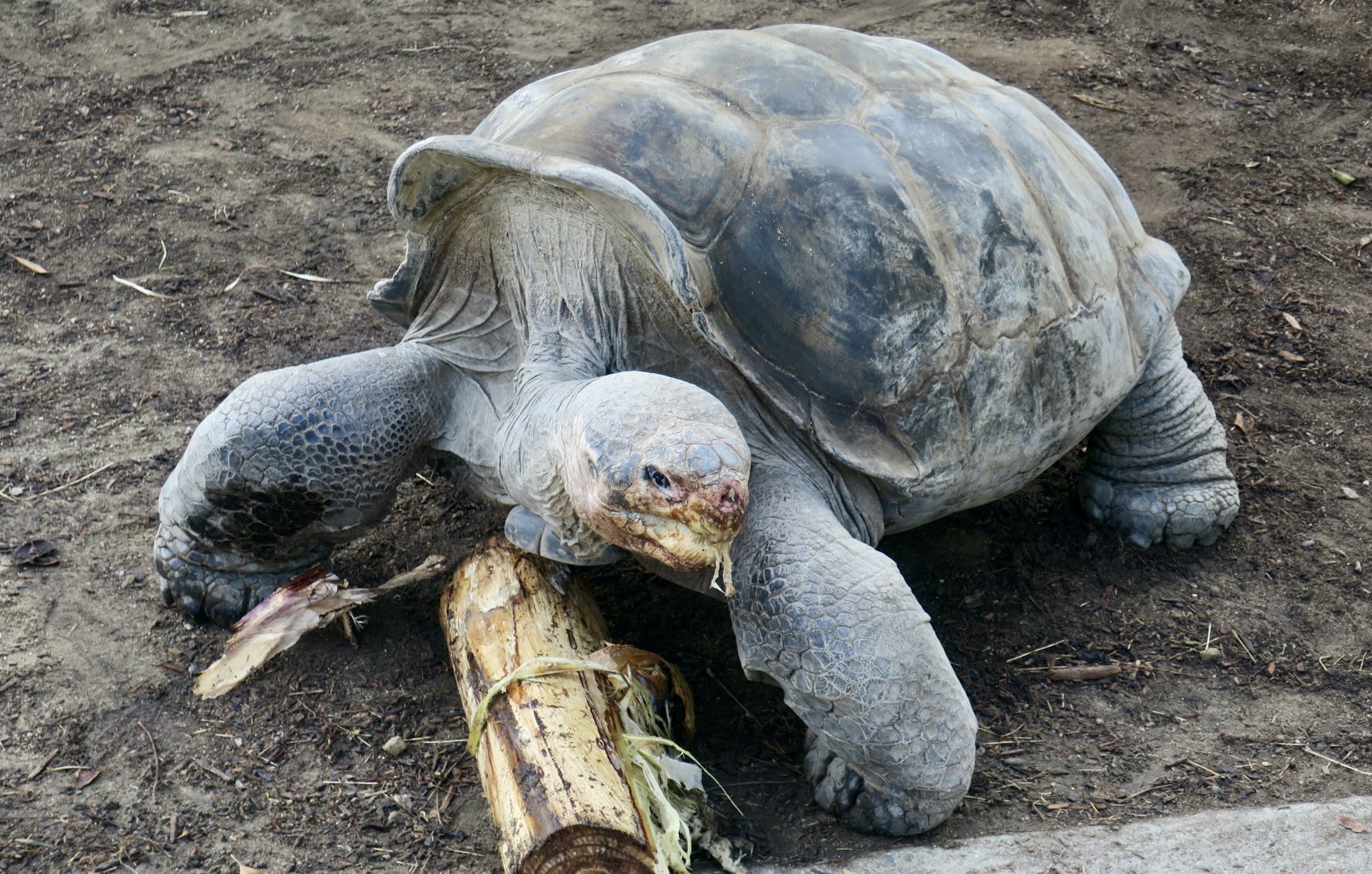 Volcán Wolf Giant Tortoise (Chelonoidis becki)