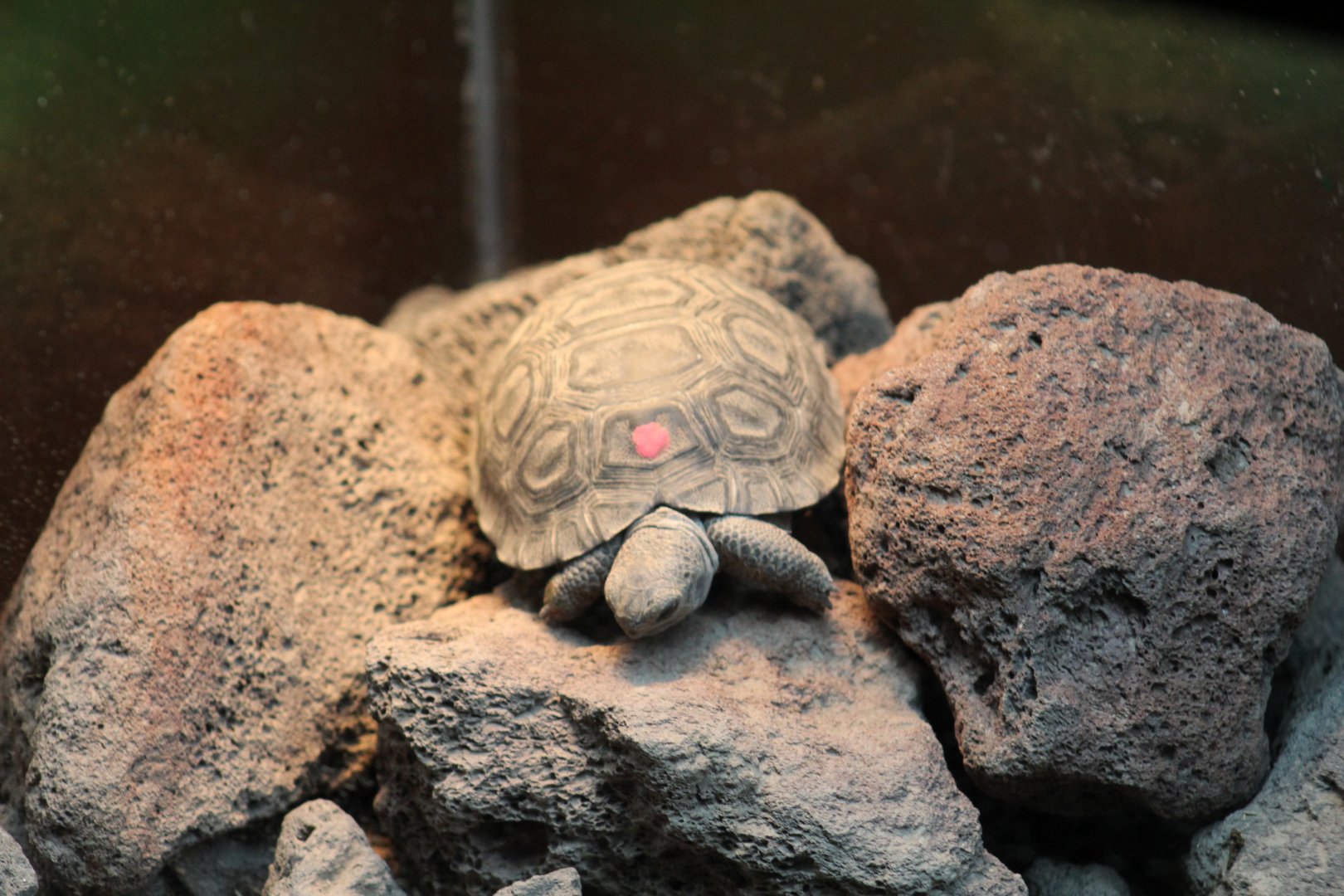 Volcán Wolf Giant Tortoise Hatchling