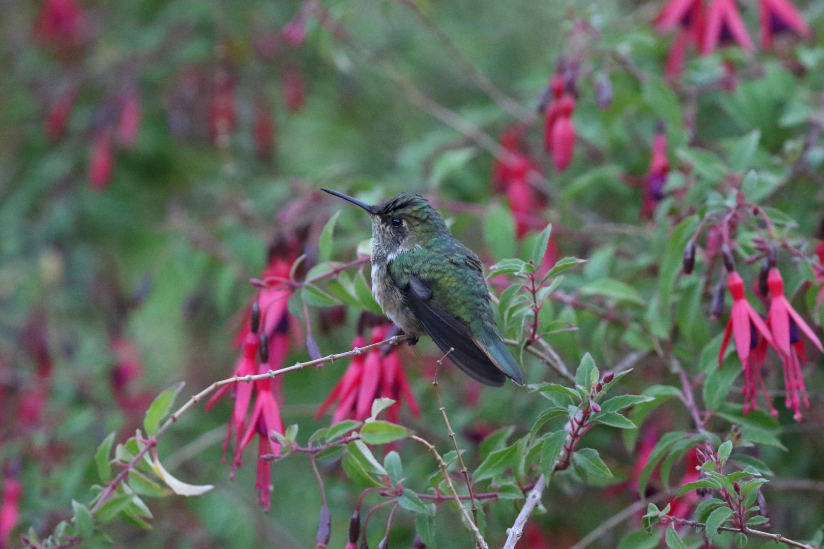 Volcano Hummingbird