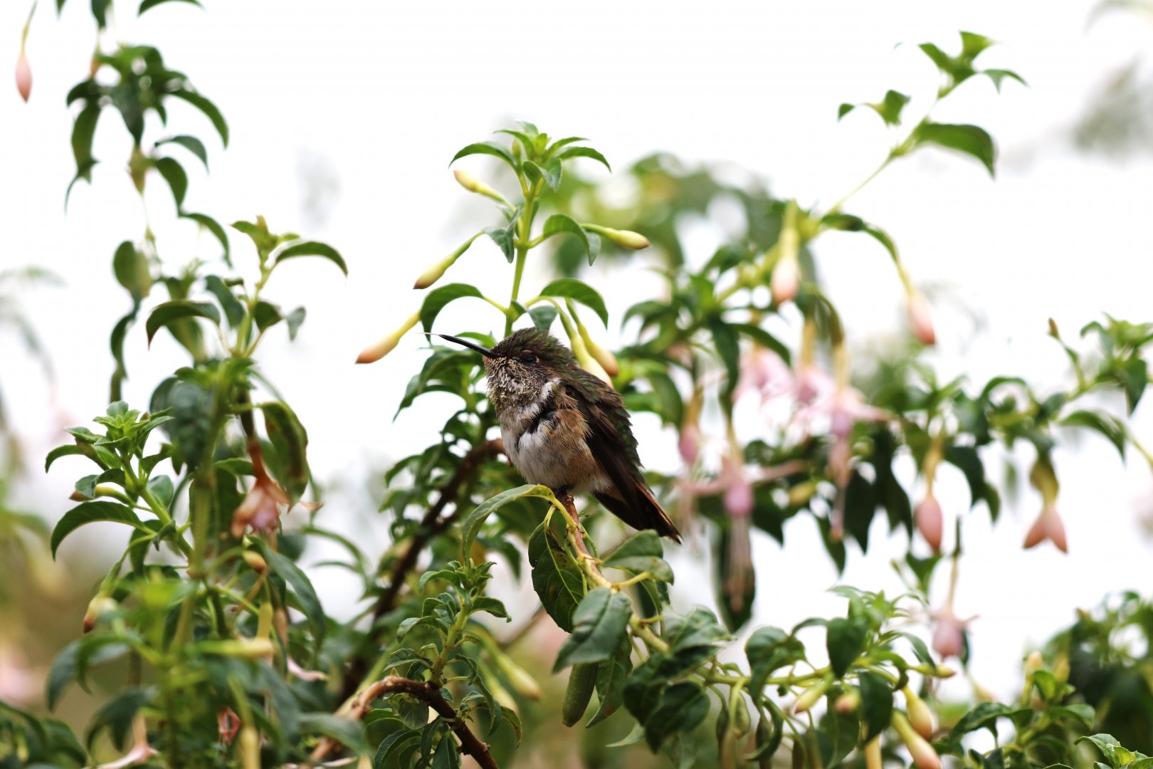 Volcano Hummingbird