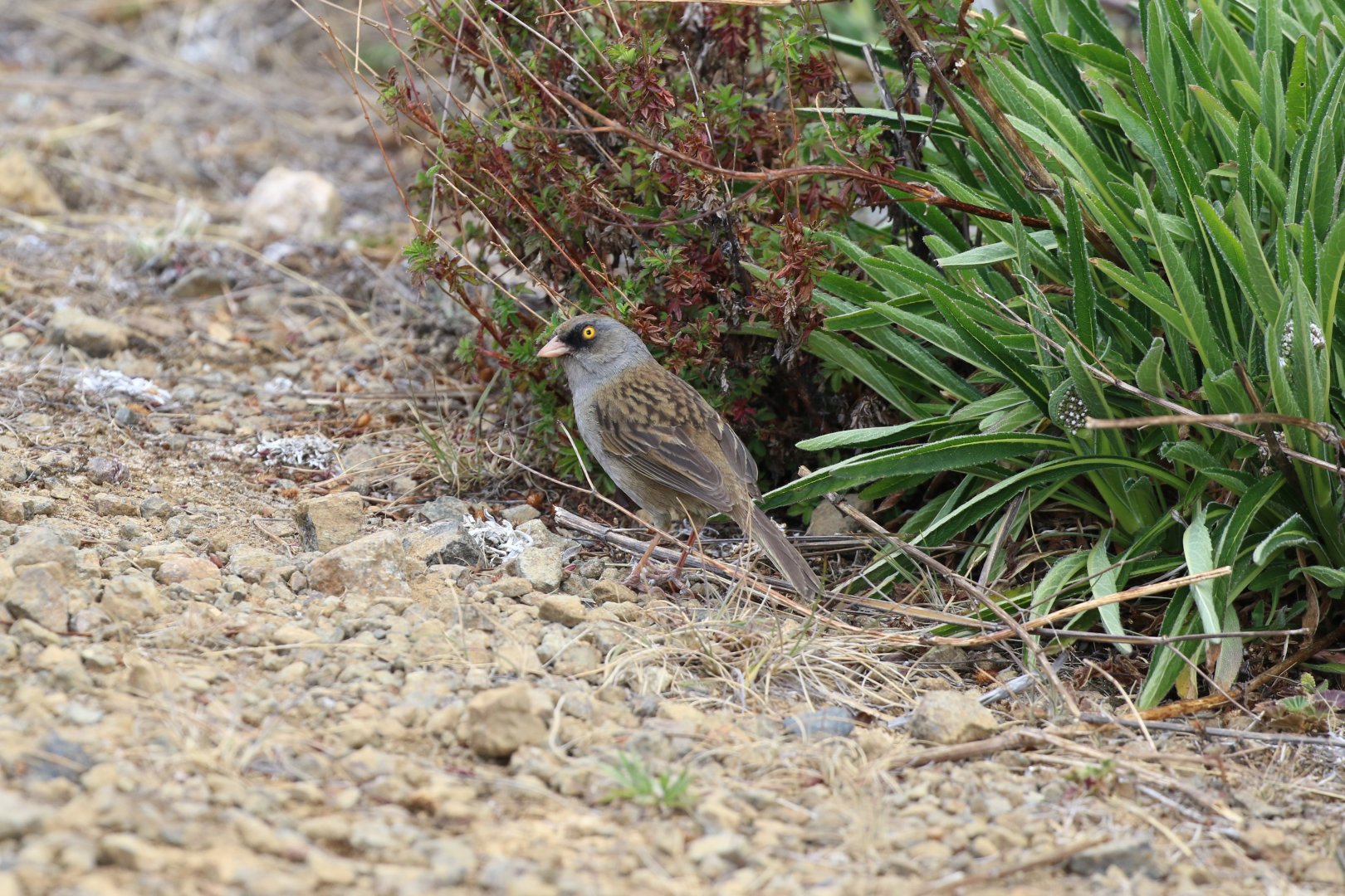 Volcano Junco