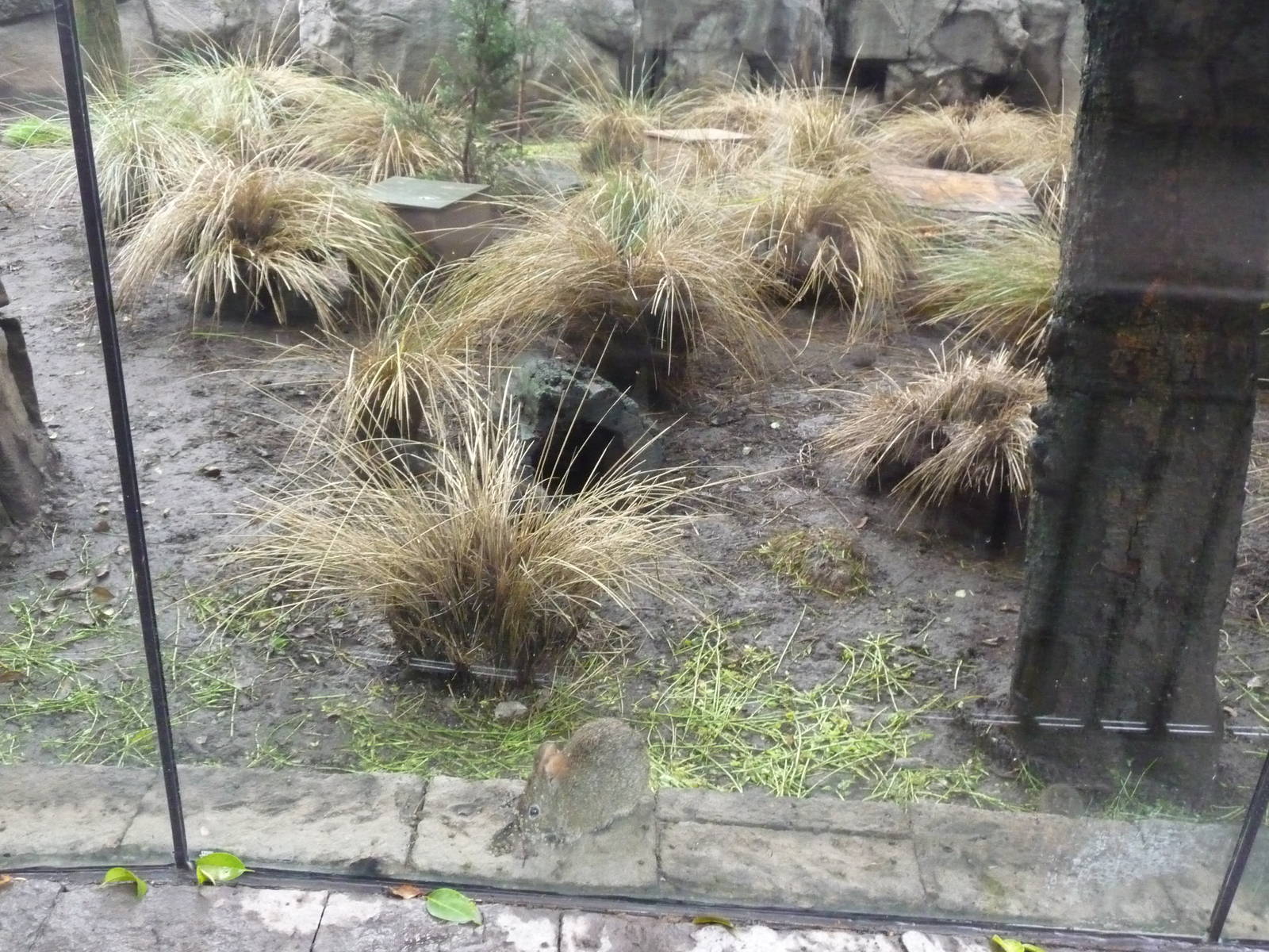 volcano rabbit exhibit chapultepec zoo