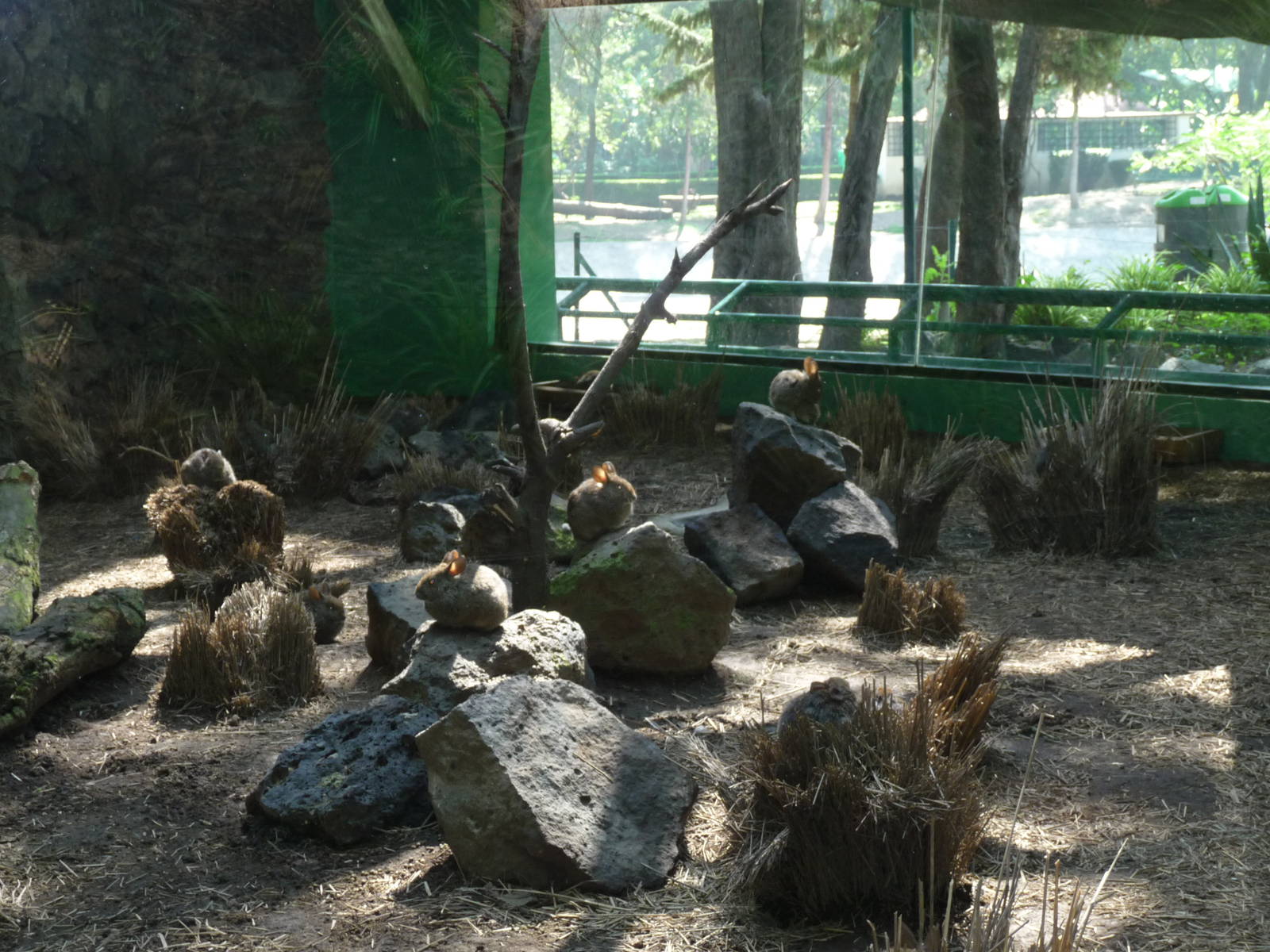 Volcano Rabbit exhibit