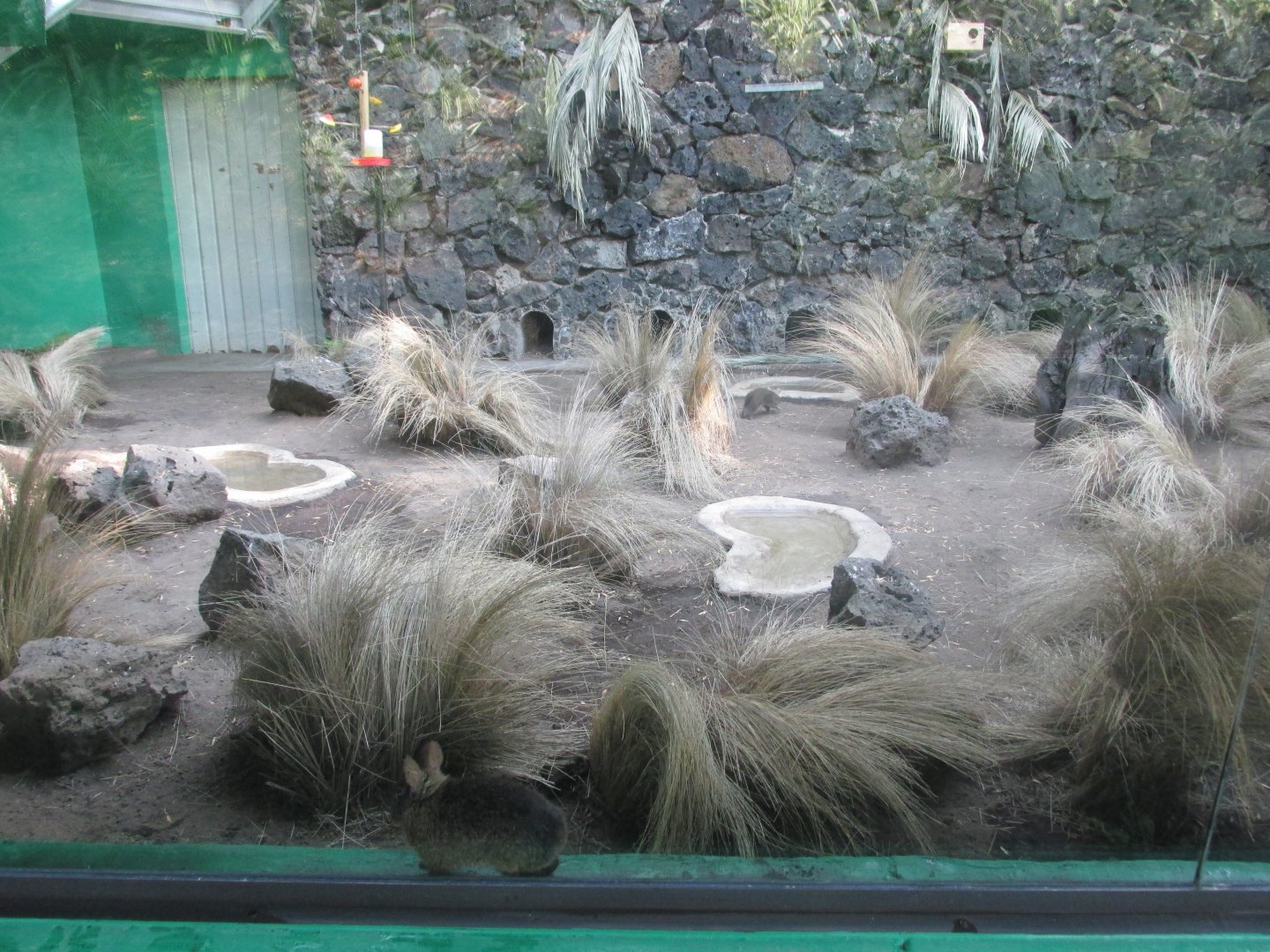 volcano rabbit exhibit