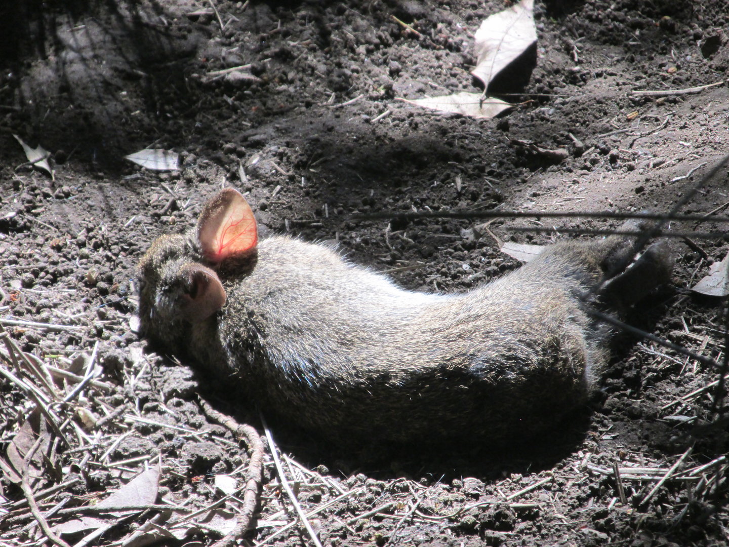 Volcano rabbit in the sun
