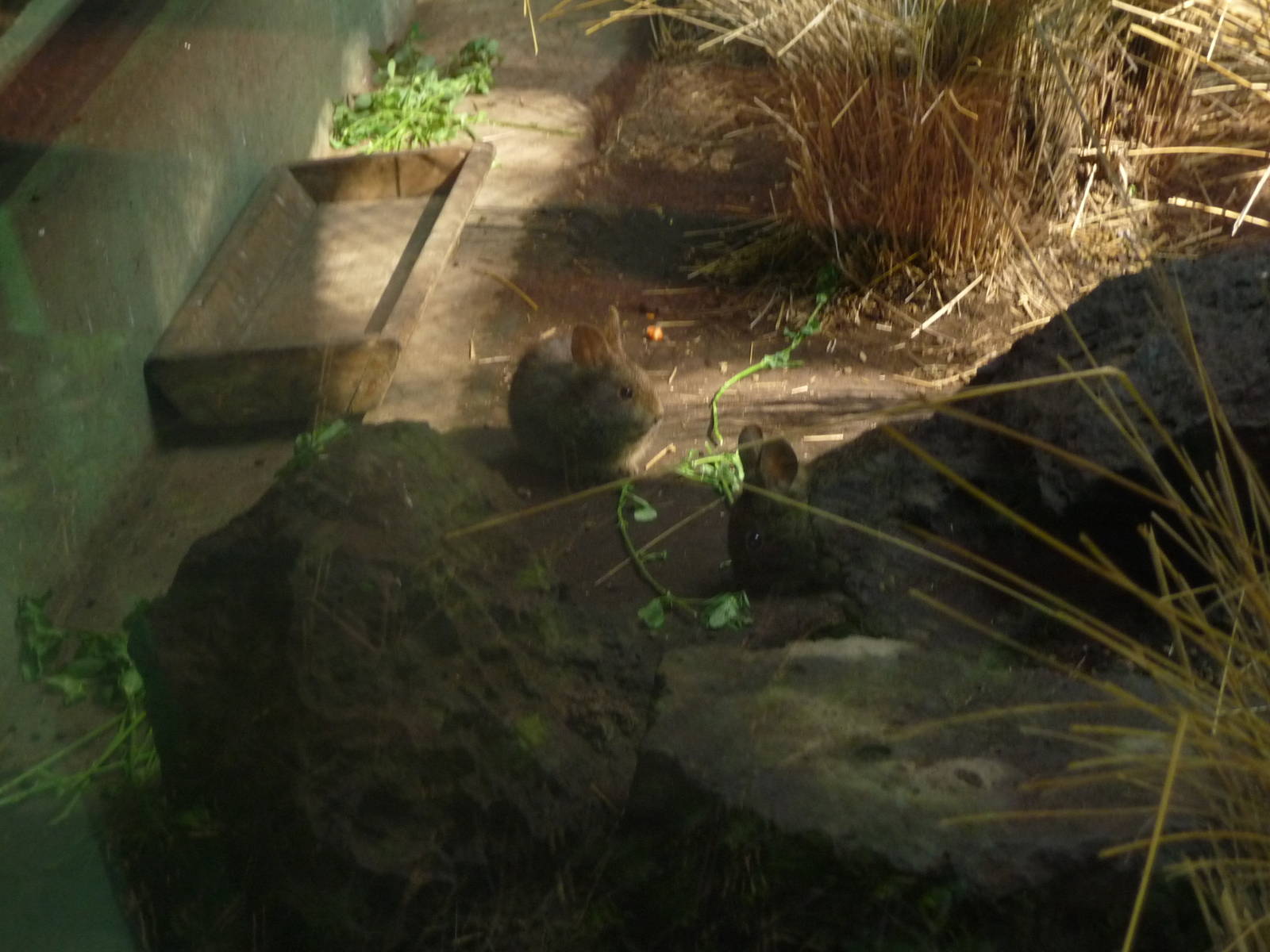 volcano rabbit los coyotes zoo