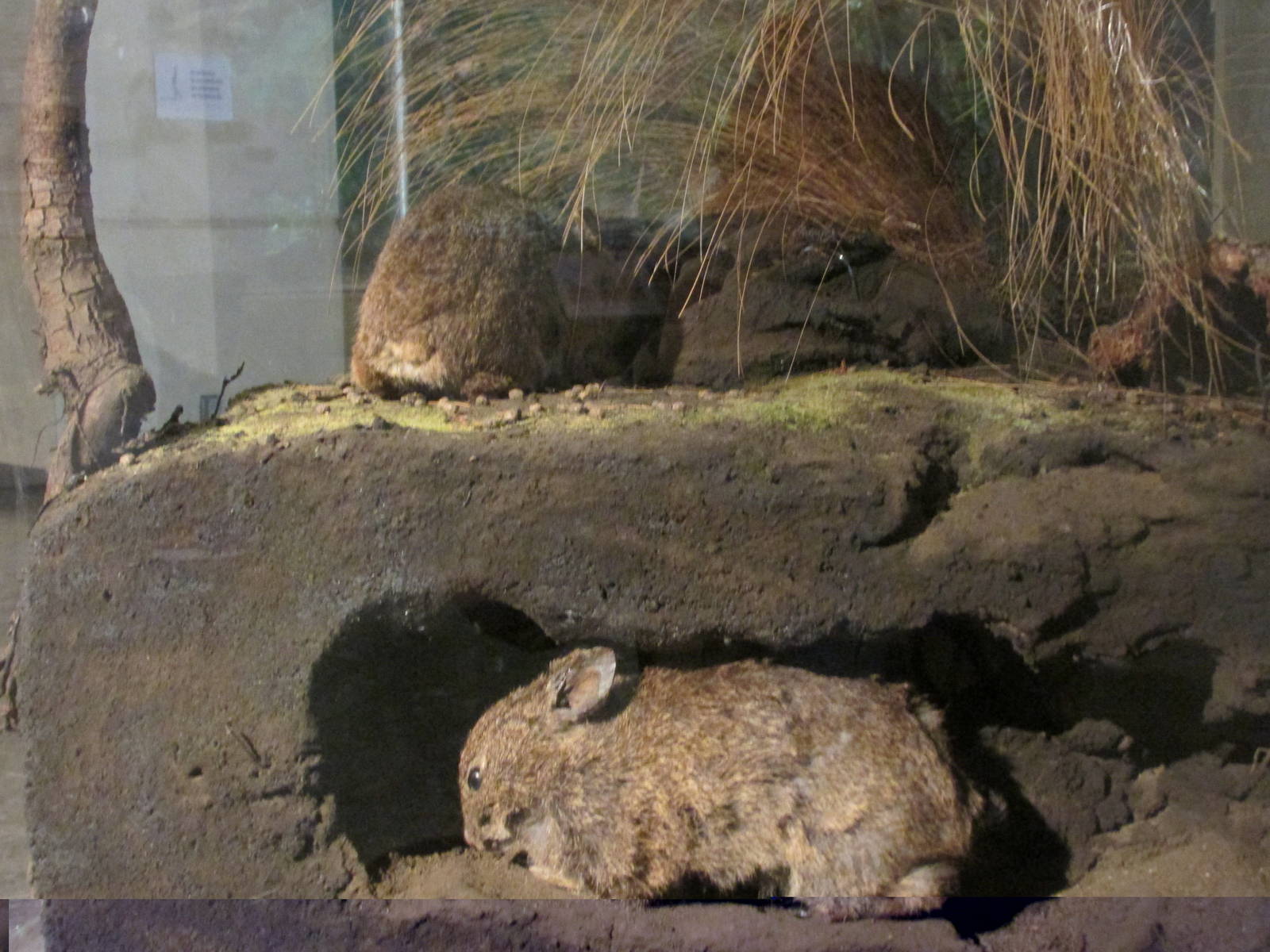 volcano rabbit museo de historia natural
