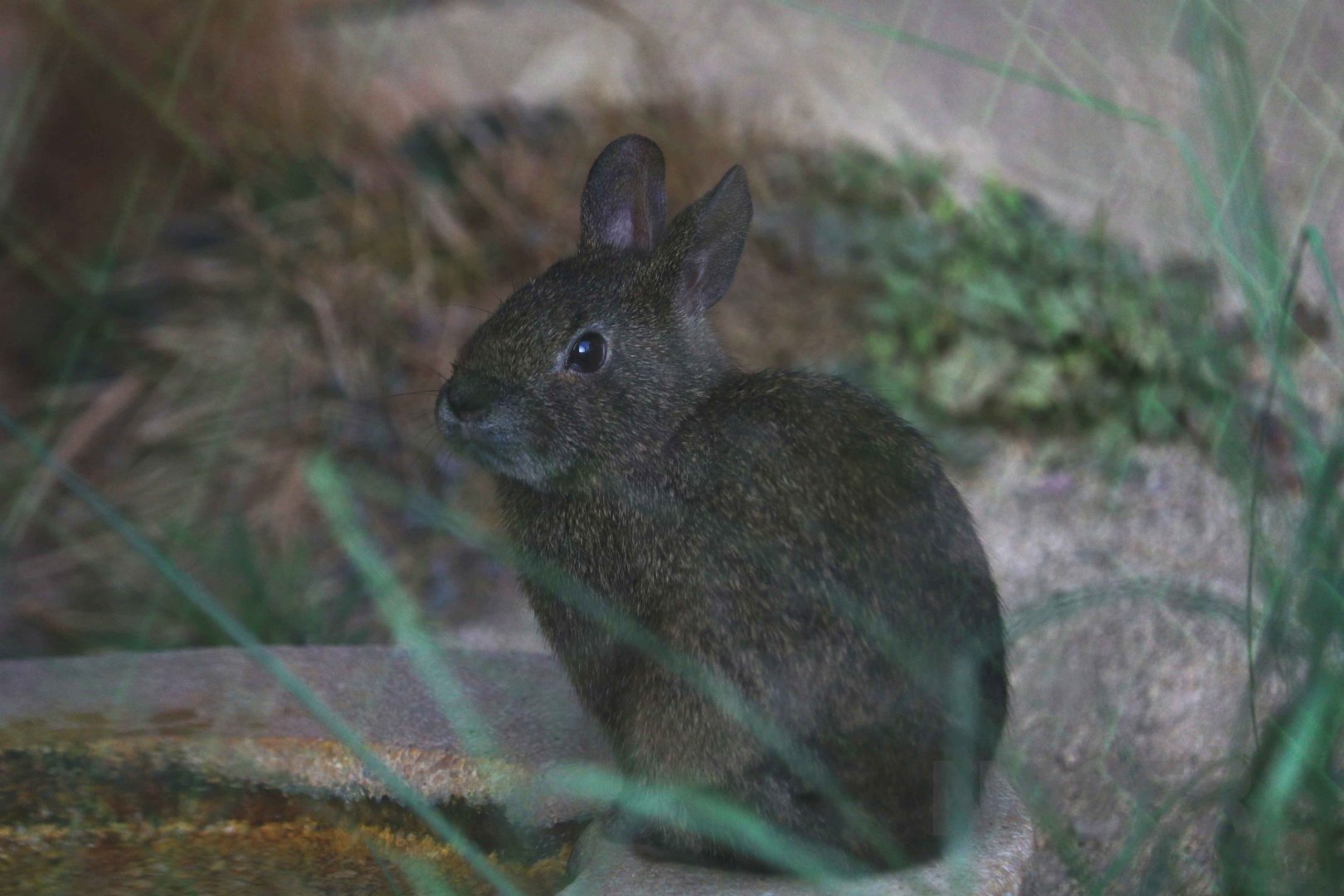 Volcano rabbit, October 2017