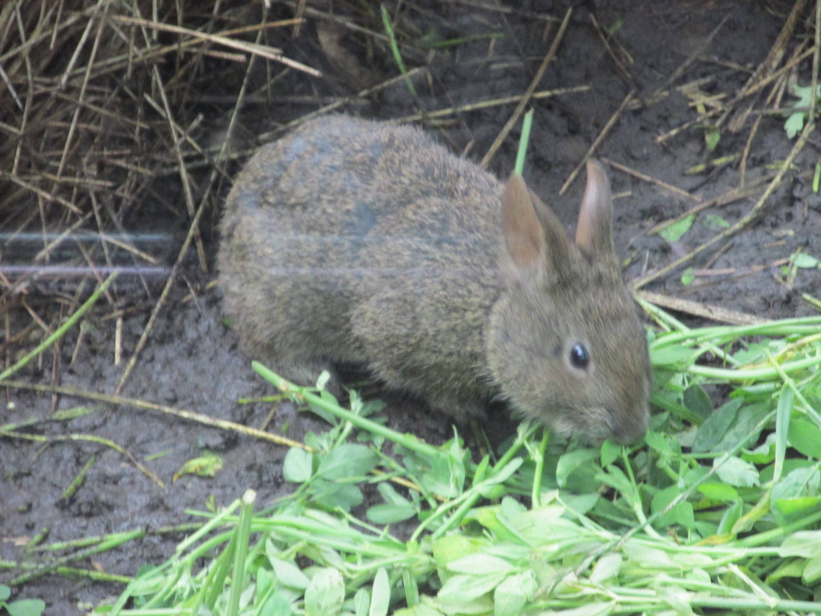 volcano rabbit or teporingo  chapultepec zoo