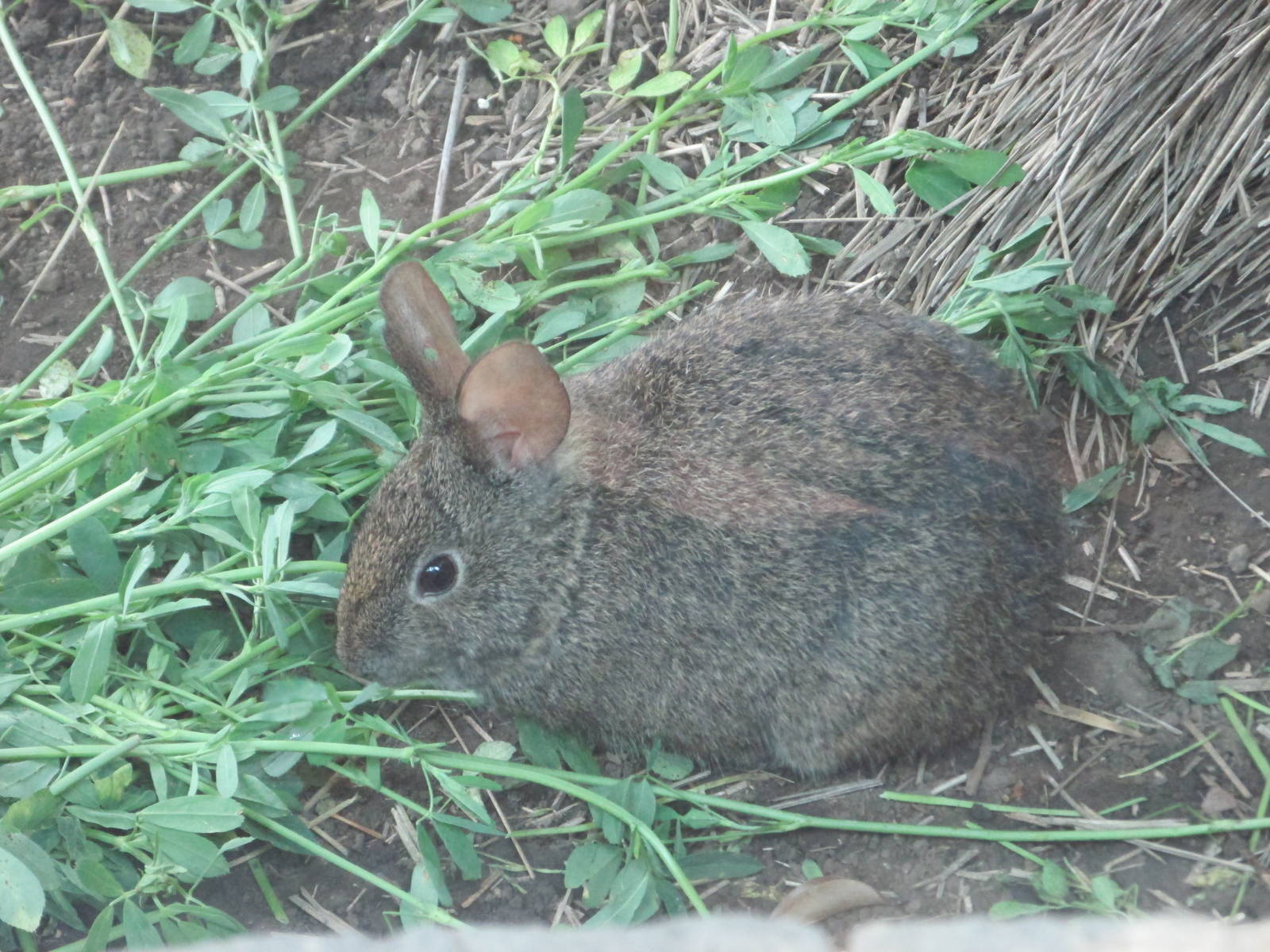 Volcano Rabbit or Teporingo  Chapultepec Zoo