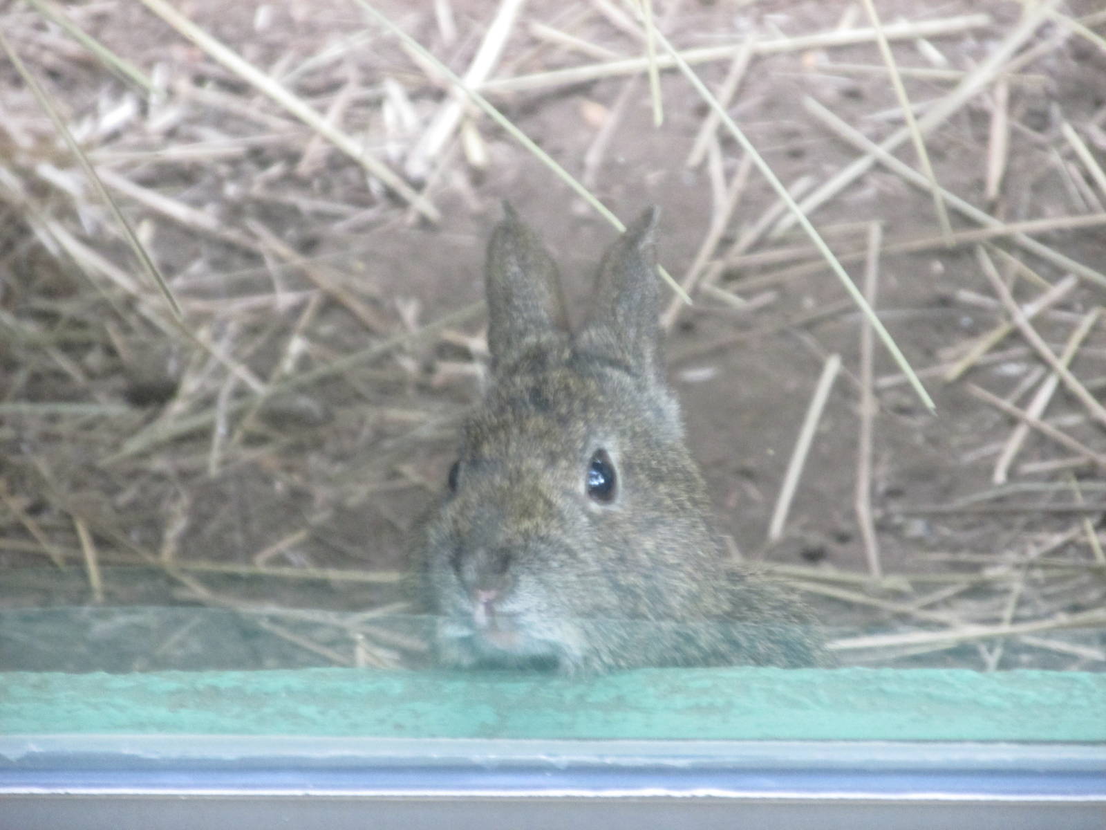 volcano rabbit or teporingo chapultepec zoo