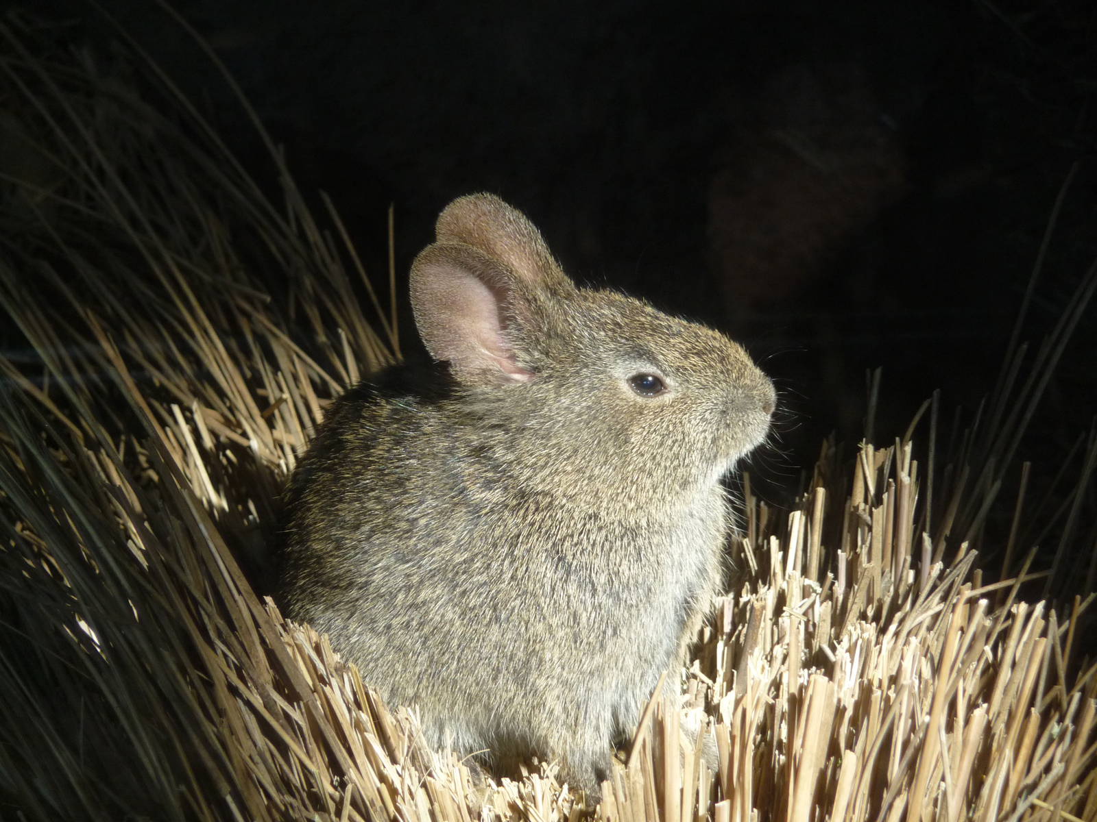 Volcano Rabbit or Teporingo Los Coyotes Zoo